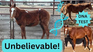 What Breed Is My 25 Auction Rescue Horse? Dna Test Results