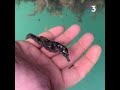 Hippocampe observ dans le port de plaisance de la rochelle