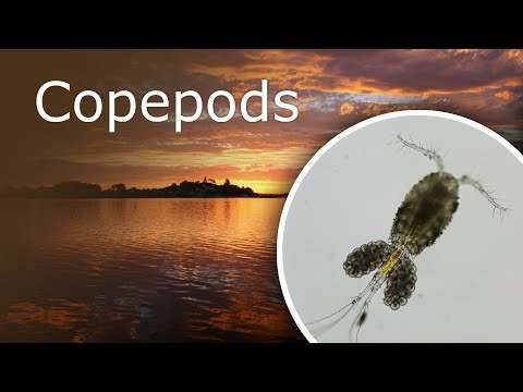 Vidéo: Copépodes : description, caractéristiques, habitat, photo