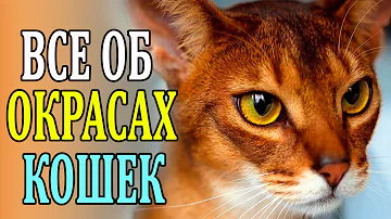 Окрасы кошек. А ты знаешь почему кошка полосатая?