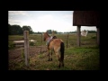 horses in Bashkiria