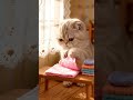ミニチュア猫🐈母猫の家事ルーティン🧺🧹🐾Miniature cat 🐈 Mother cat's housework routine #cat #catasmr
