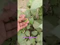 Makoye Has It S Very Useful Medicinal Properties Medicinalplant Makoye Medicinalherb Nature 
