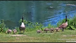 RRP Decorah Eagle nest ~ Sights and Sounds of Nature! May 26, 2023