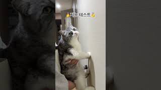 지능테스트 #cat #고양이 #고양이브이로그 #고양이쇼츠 #고양이지능테스트#똑똑한고양이 #고양이영상