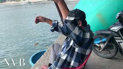 Câu Cá Biển |  Câu Cá Móm Cá Giò Câu Giải Trí Ở Cảng Đại Lãnh