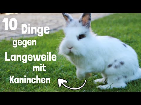 Video: Mit deinem Kaninchen spielen: 9 Schritte (mit Bildern)