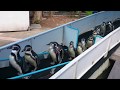 Penguins penguin show khao kheow open zoo si racha thailand