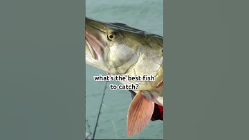 Thumbnail of largemouths give me the most joy fs #fishingvideo #countrymusic #music #song