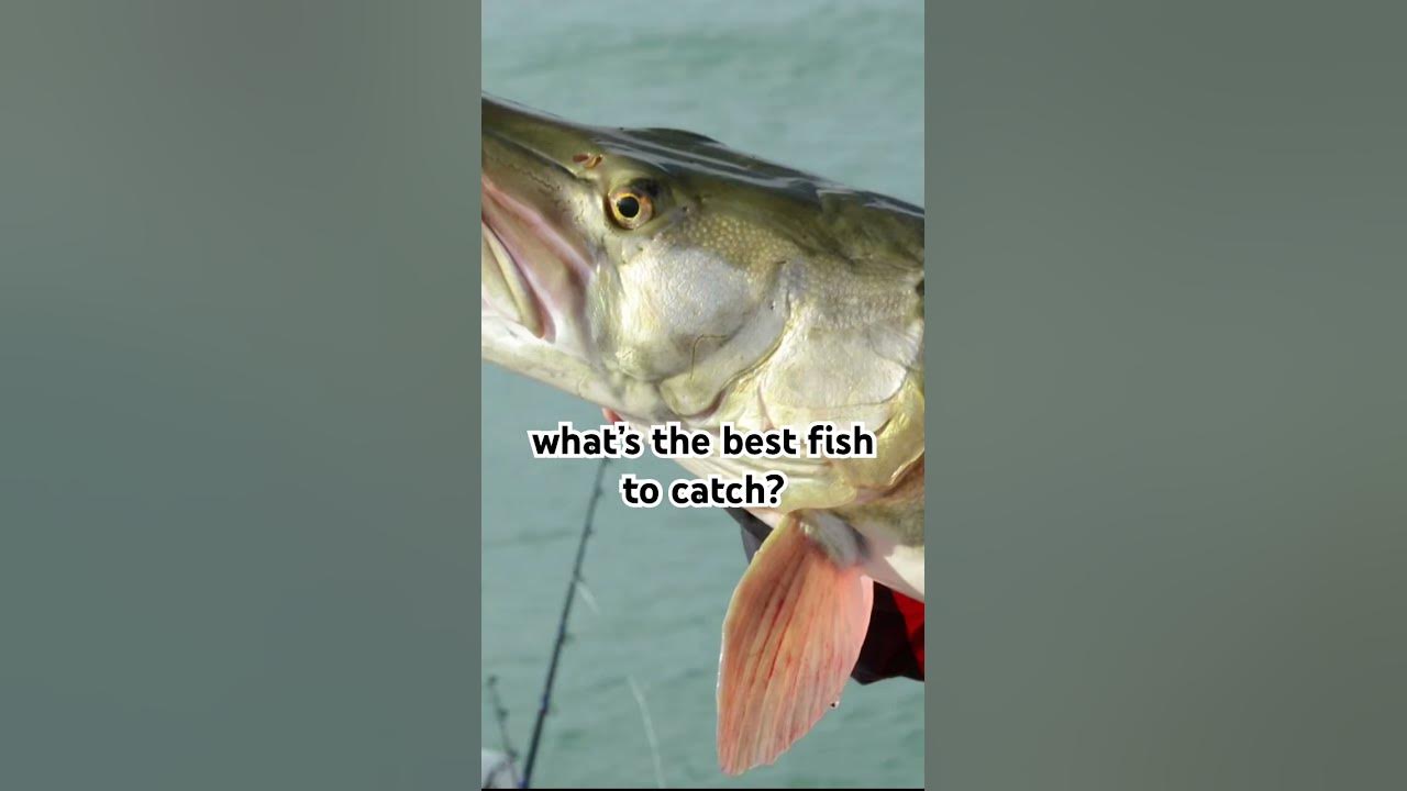 largemouths give me the most joy fs #fishingvideo #countrymusic #music #song largemouths give me the most joy fs #fishingvideo #countrymusic #music #song