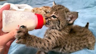 РЕАКЦИЯ РЫСЕНКА НА Мейн-КУНА / Чем кормить котят РЕАКЦИЯ РЫСЕНКА НА Мейн-КУНА / Чем кормить котят