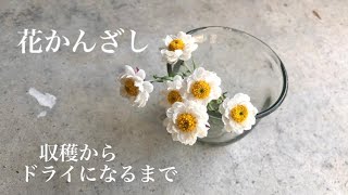 花かんざし&ボロニア ドライフラワーM（新種らしい 花簪(ハナカンザシ 