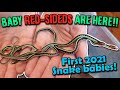 Our Red-Sided Garter Snake Gave Birth!!