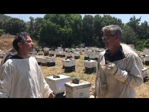 Video: Sophora Japonica Nedir - Japon Pagoda Ağacı Bakımı Hakkında Bilgi Edinin