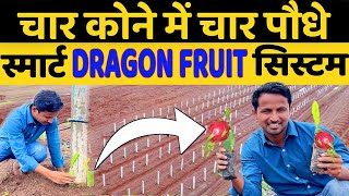 ड्रैगन फ्रूट खेती | DRAGON FRUIT PLANTATION  FULL INFORMATION | INDIAN FARMER