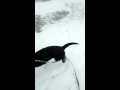 Лабрадоры любят снег