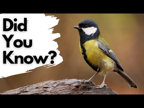 Video: Great tit: photo, description, what it eats