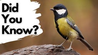 Things you need to know about GREAT TITS!