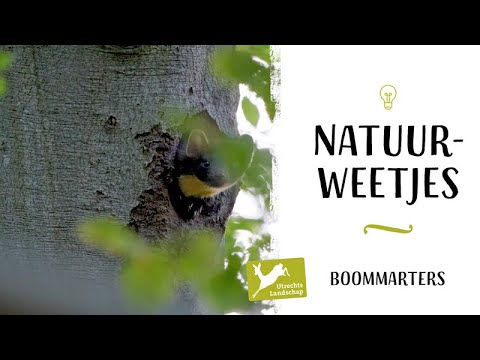 Speel Wild Clusters online in casino's in Nederland - Ontdek onze review!