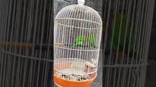 Download Lagu burung perkici hijau gacor MP3