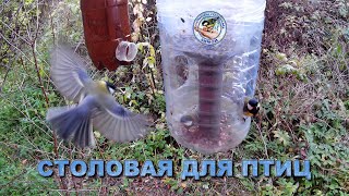 видео: Кормушка с семечками 15 октября 2025 года (08) картинка: Кормушка с семечками 15 октября 2025 года (08)