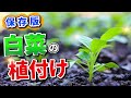 #4.【保存版】白菜の植え付け【徹底解説】苗の選び方！害虫対策もバッチリ！これをすれば失敗せず育てられそうです！家庭菜園！