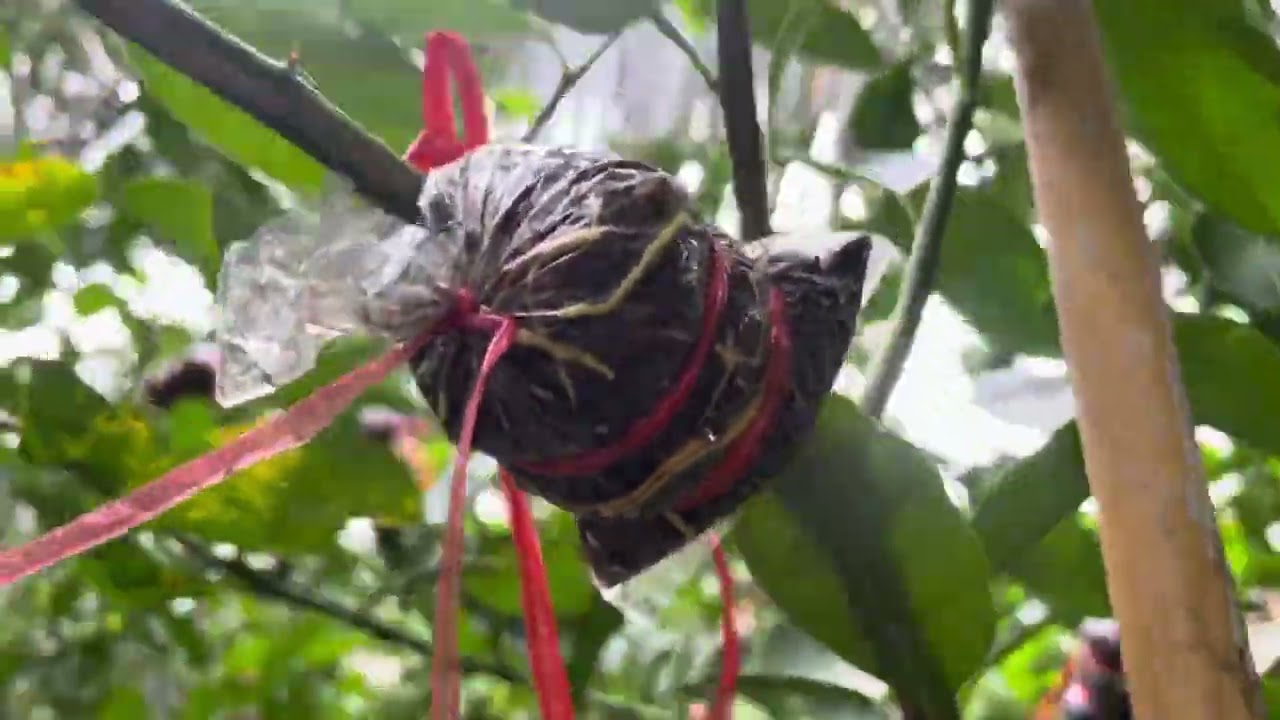 ต้นแม่พันธุ์  ฝมะนาวแป้นพวงบ้านแพ้ว