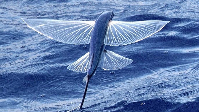 Amazing flying fish! 