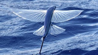 Flying fish with amazing skills to escape sea predators