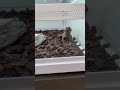アルマジロトカゲ　高級爬虫類🦎　珍種　 #アルマジロトカゲ #高級ペット #トカゲ #珍種