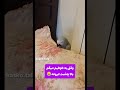 جرات داری اعتراض کن Birds کاسکو حیوانات بامزه Funny خنده طنز ریلزفان حیوانات بامزه 