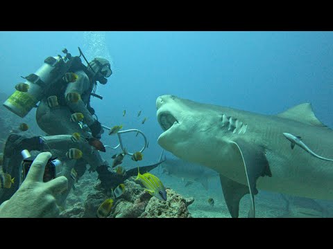 Shark Dive at Beqa, Fiji. A very technical, professional scuba diving experience! #fiji 