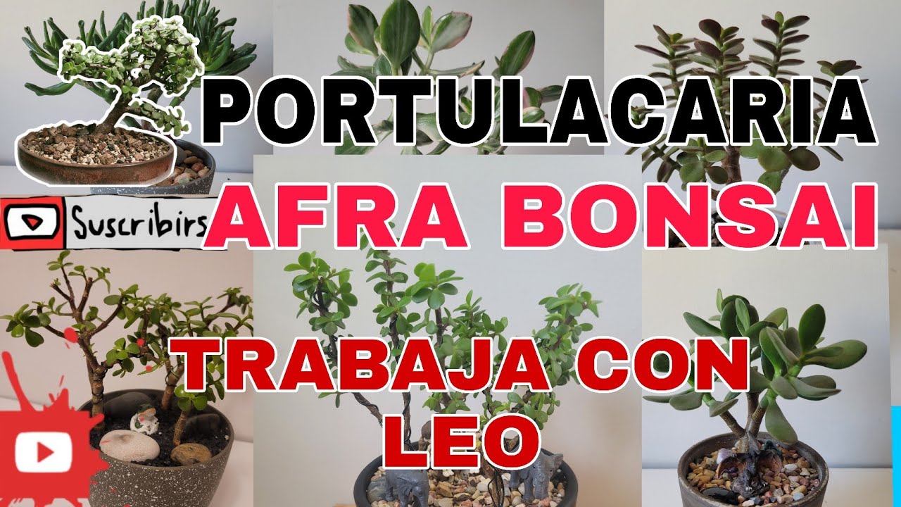 COMO TRASPLANTAR PORTULACARIA AFRA PARA BONSAI