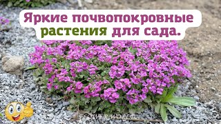 Яркие почвопокровные растения для сада.💐