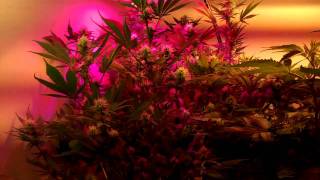 28 Days into My Purple Kush and Grand Daddy purple flower cycle by SACKHEAD420