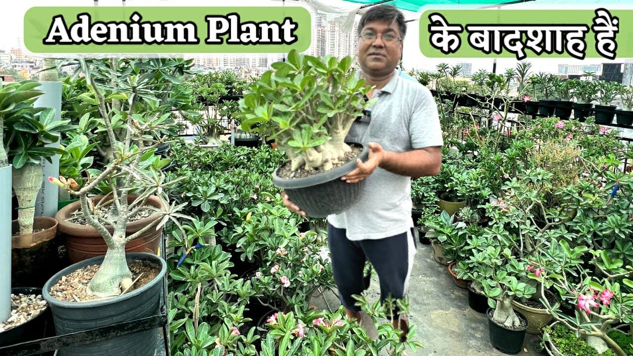 Adenium वाले Dr Ashwani हैं Adenium Plant के बादशाह हैं, ये Secret जान गए तो फूलों से भर जाएगा बगिया