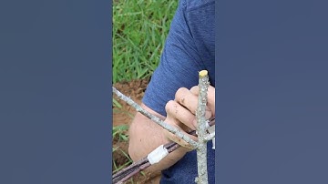 #shorts Grafting Apple Trees: Self-Pollinating Tree in Minutes | Gardening Tutorial (@davidthegood)