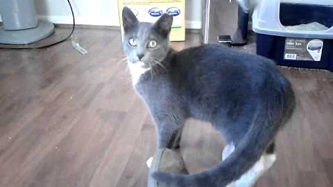 Our new kitty up close!
