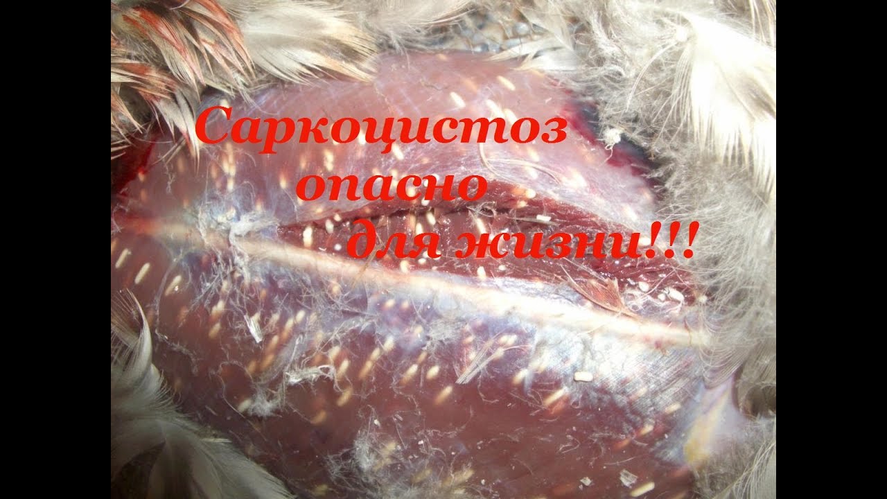 Паразиты в мясе утки!!!
