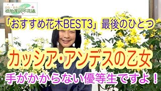 2021/10/11　おすすめの花木　カッシア（修正済み 再配信）