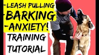 How to Train a Leash Pulling Aggressive Anxious German Shepherd Dog with a Prong Collar