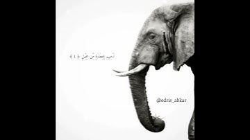 سورة الفيل -  القارئ إدريس أبكر