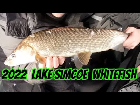 The Search for Simcoe Whitefish (Technique Tips)
