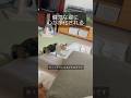 健気な姿に心が浄化される / Her preciousness is healing ※ Cat with handicap #癒し猫 #保護猫 #ハンデキャプはチャームポイント