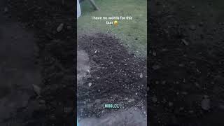 @clairelawson2015:  Just a bunny who loves to dig holes and then re dig them and then dig them a bit