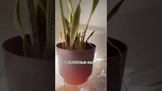 MUSIC MADE FROM SNAKE PLANT! Relaxing meditative music