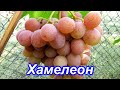 Хамелеон 5.09.2020