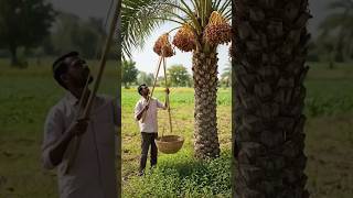 👉 Khajoor Todne Ka Desi Tarika 😲 | Village Farming Life 🔥
