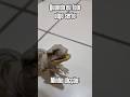 Não sei por quê😞(Dino Novo)#jw#jurassicworld#memes