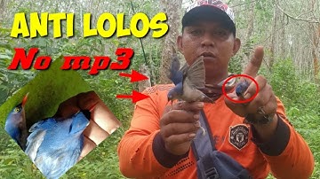 BONGKAR CARA MIKAT RAMBATAN TERCEPAT